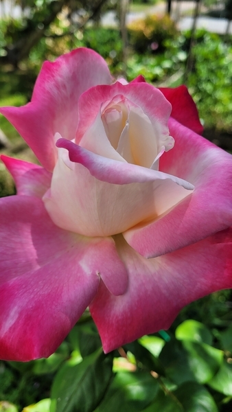 Double Delight